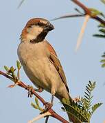 Great Sparrow