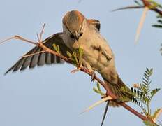 Great Sparrow