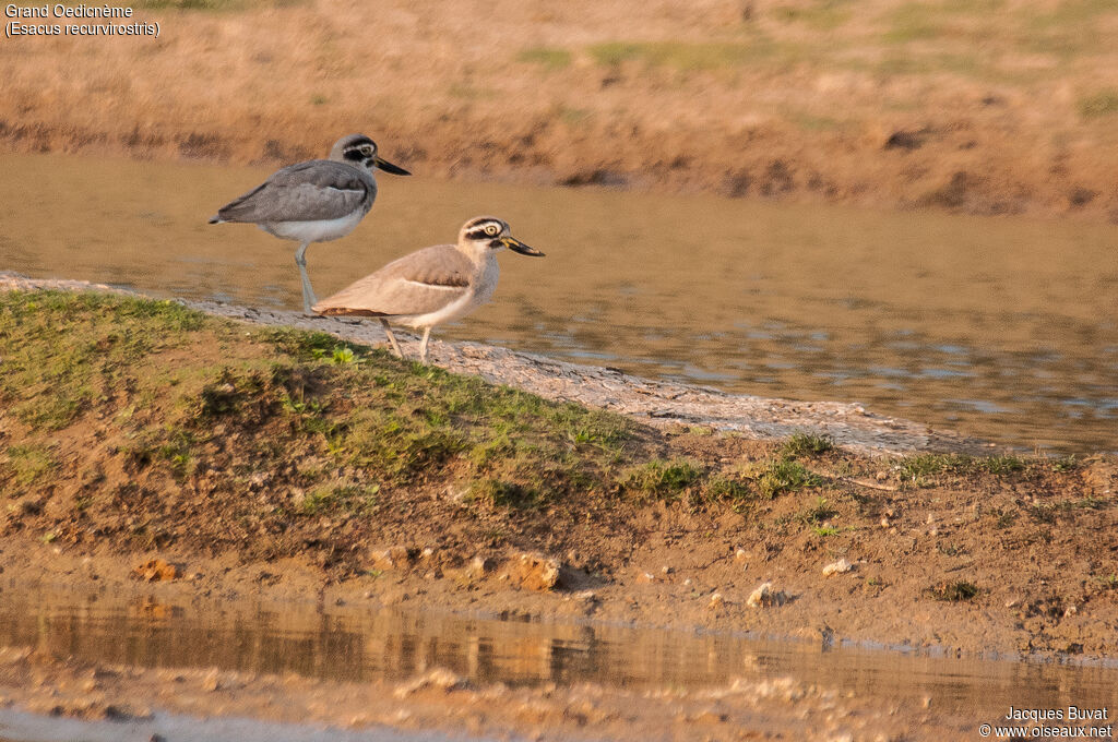 Great Stone-curlewadult, habitat, aspect, pigmentation