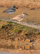 Great Stone-curlew