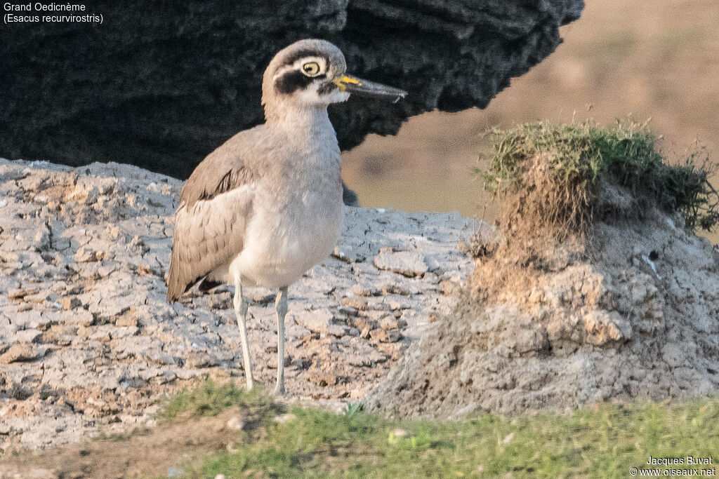 Great Stone-curlew