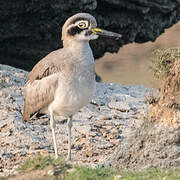 Great Stone-curlew