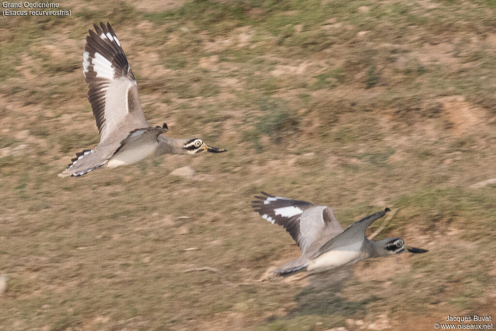 Great Stone-curlewadult, aspect, pigmentation, Flight