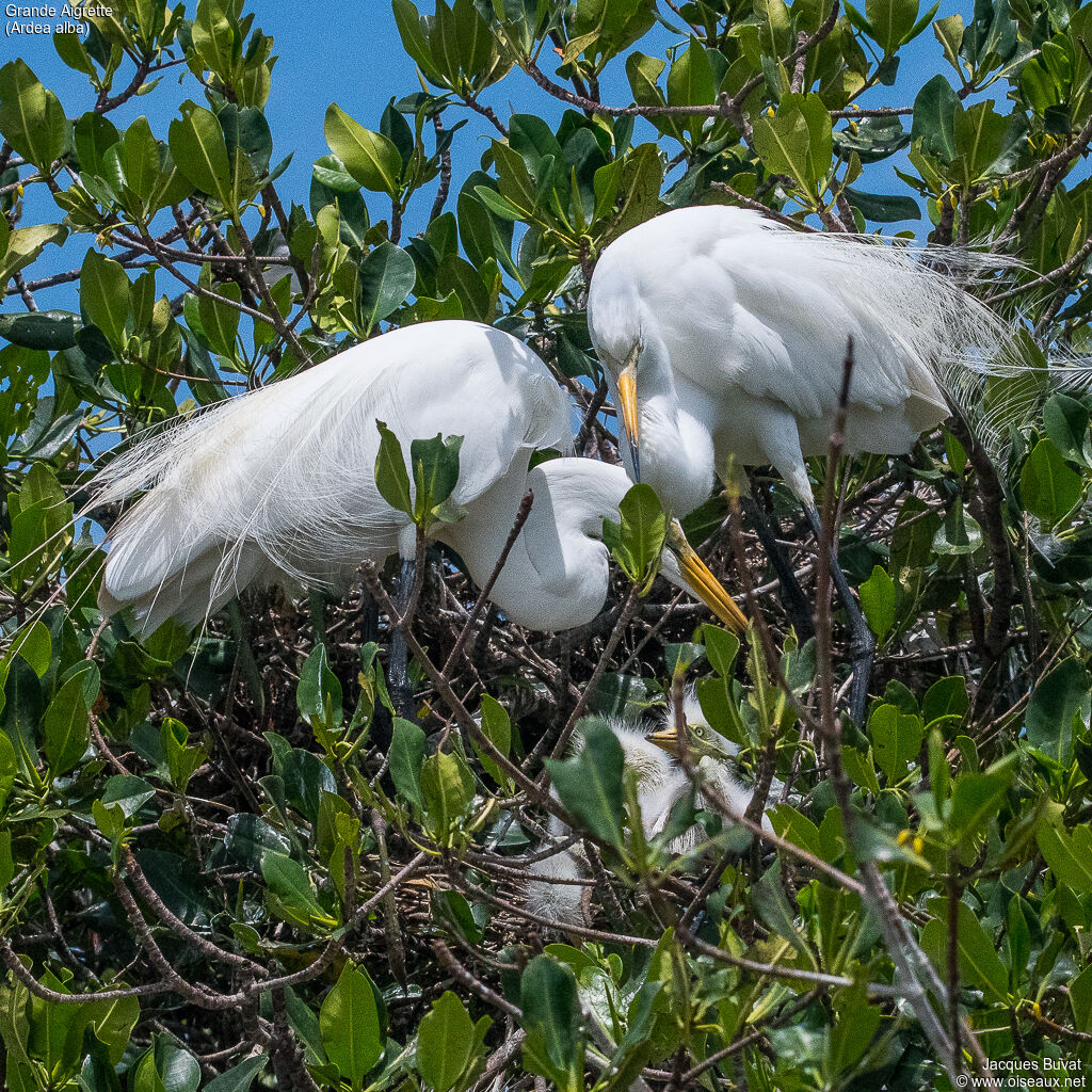 Grande Aigrette, identification, habitat, composition, pigmentation, Nidification, r. coloniale