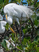 Grande Aigrette