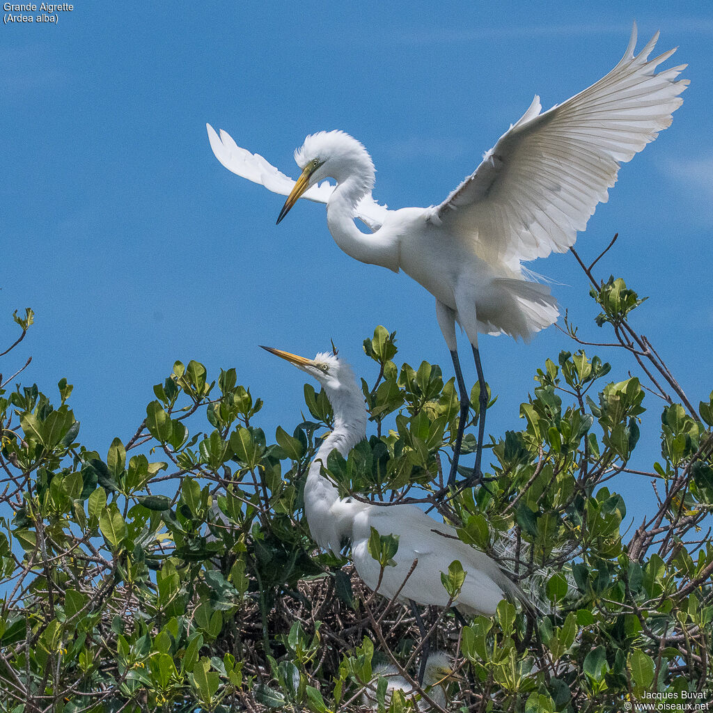 Great Egretadult breeding, aspect, pigmentation, Flight, Reproduction-nesting, colonial reprod.