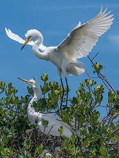 Grande Aigrette