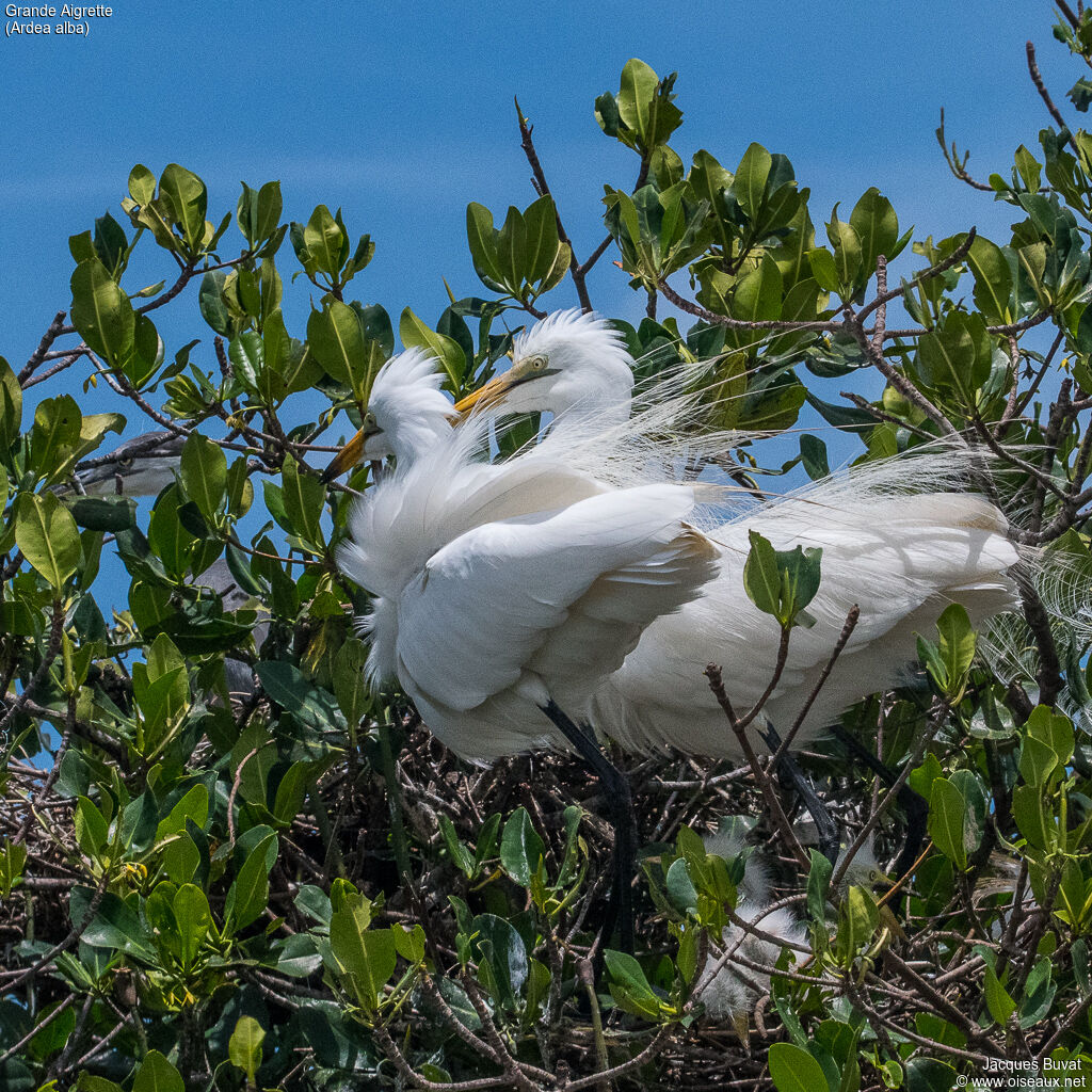 Great Egretadult breeding, habitat, aspect, pigmentation, Reproduction-nesting, colonial reprod.