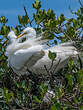 Grande Aigrette