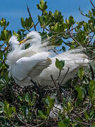 Grande Aigrette