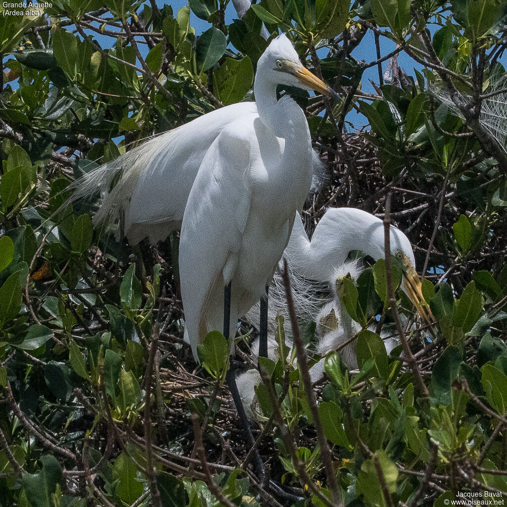 Grande Aigrette, identification, portrait, habitat, composition, pigmentation, Nidification, r. coloniale