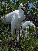 Grande Aigrette