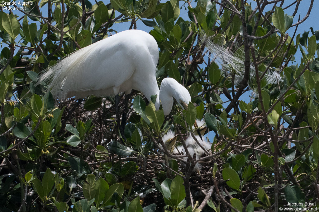 Great Egret, identification, habitat, aspect, pigmentation, Reproduction-nesting, colonial reprod.