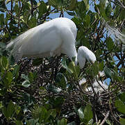 Grande Aigrette