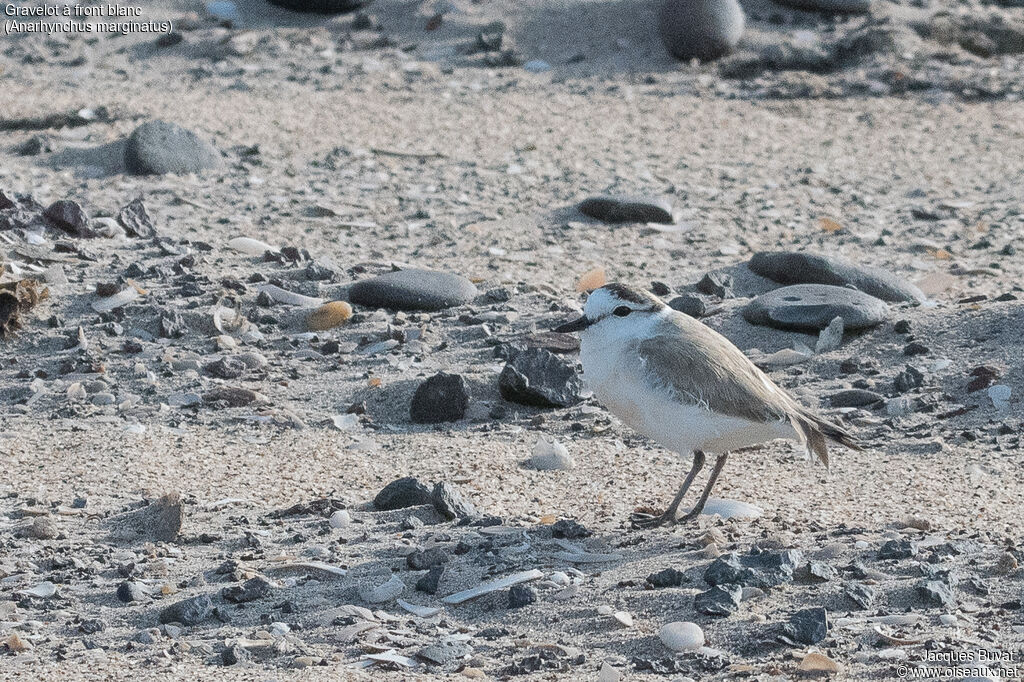 White-fronted Ploveradult breeding, habitat, aspect, pigmentation