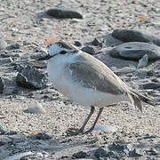 White-fronted Plover