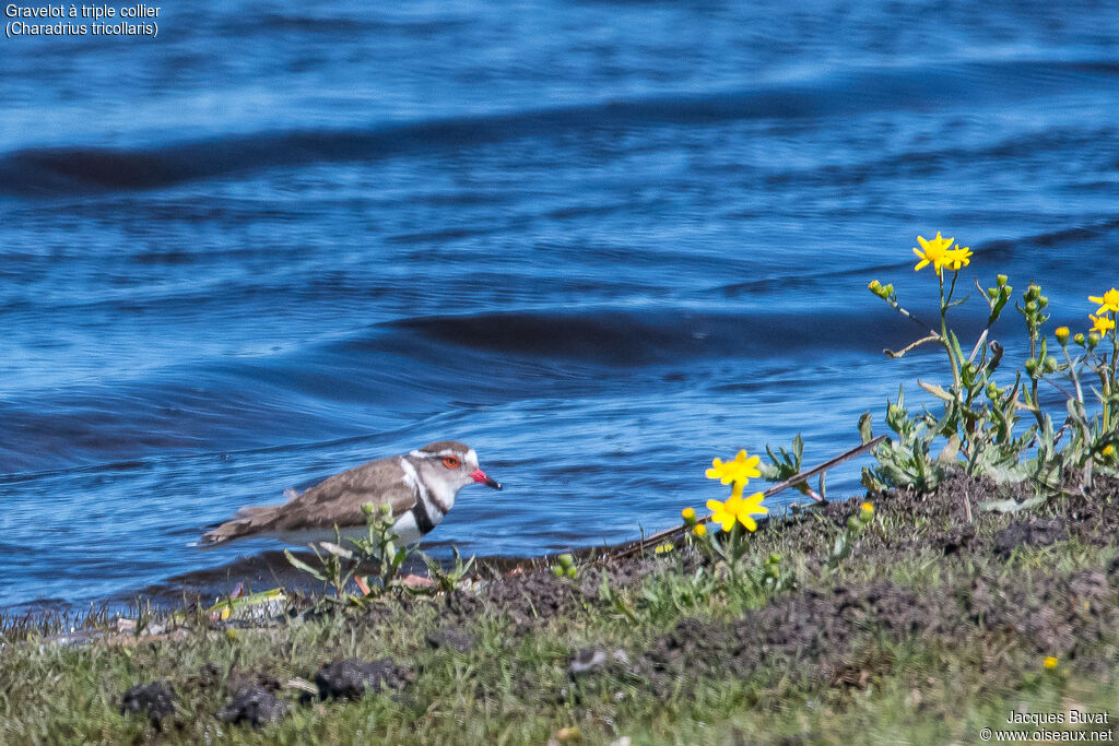 Three-banded Ploveradult