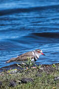 Three-banded Plover