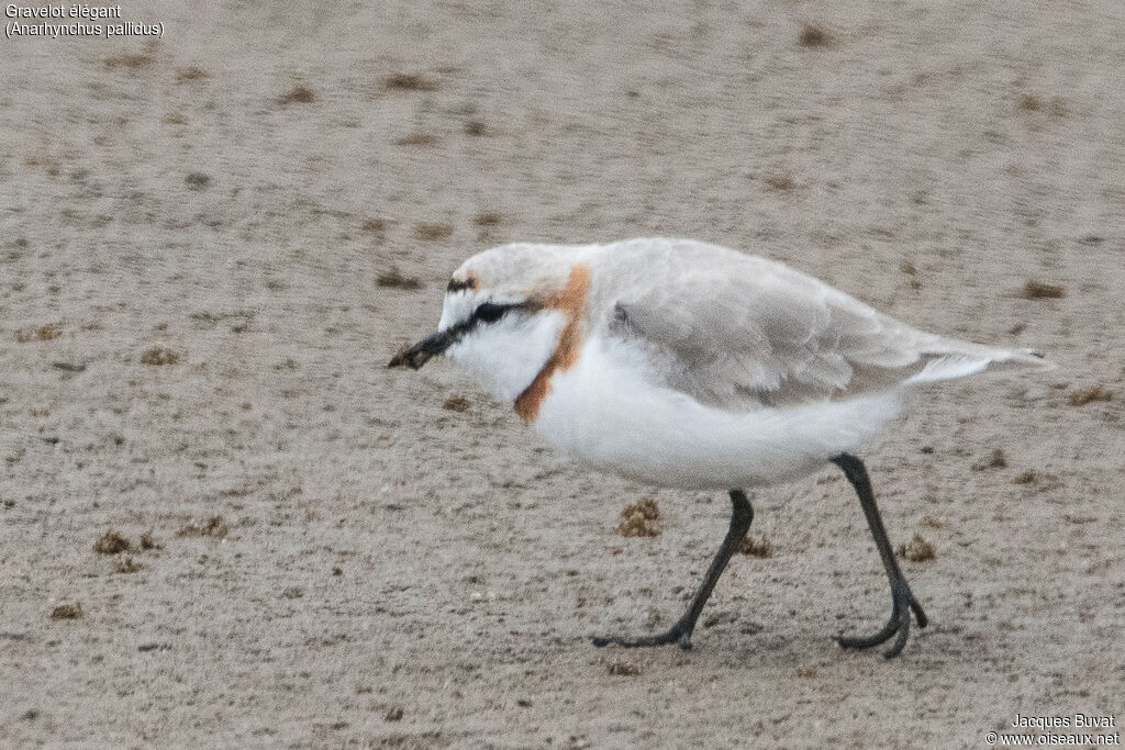 Chestnut-banded Plover male adult breeding, close-up portrait, aspect, pigmentation, walking