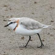 Chestnut-banded Plover