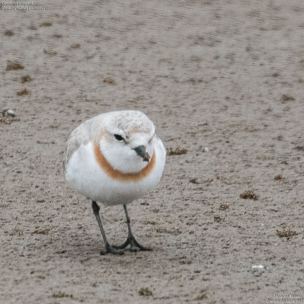 Chestnut-banded Plover female adult, close-up portrait, aspect, pigmentation, eats