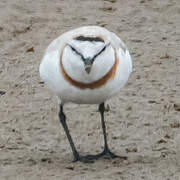 Chestnut-banded Plover