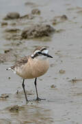 Kittlitz's Plover