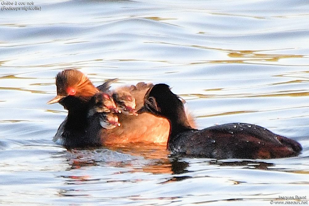 Black-necked Grebe, identification, close-up portrait, aspect, pigmentation, swimming, Reproduction-nesting, Behaviour