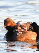 Black-necked Grebe