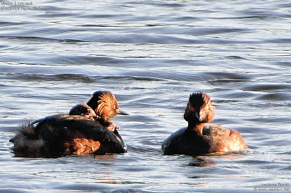 Black-necked Grebe, identification, close-up portrait, aspect, pigmentation, swimming, Reproduction-nesting, Behaviour