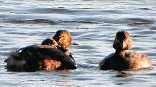 Black-necked Grebe