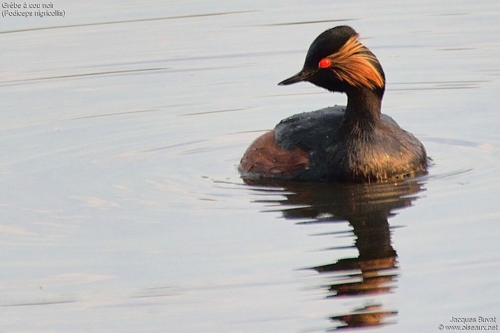 Black-necked Grebeadult breeding, identification, close-up portrait, aspect, pigmentation, swimming