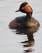 Black-necked Grebe