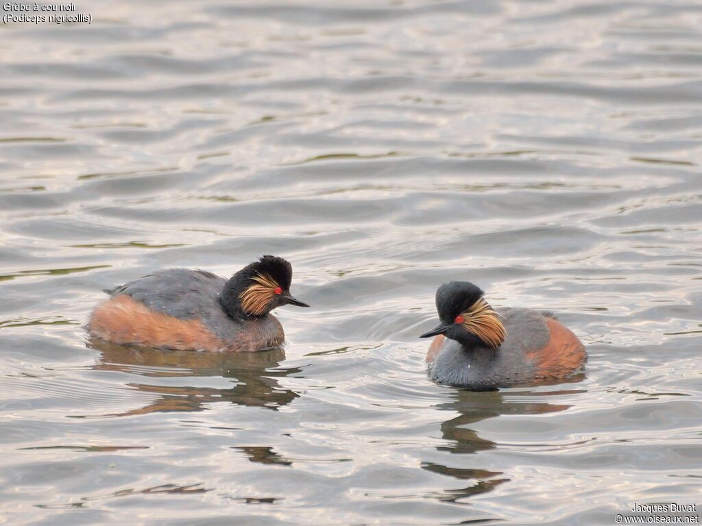 Black-necked Grebeadult breeding, aspect, pigmentation, swimming