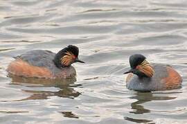 Black-necked Grebe