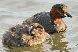 Little Grebe