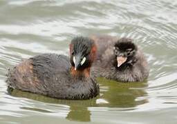 Little Grebe