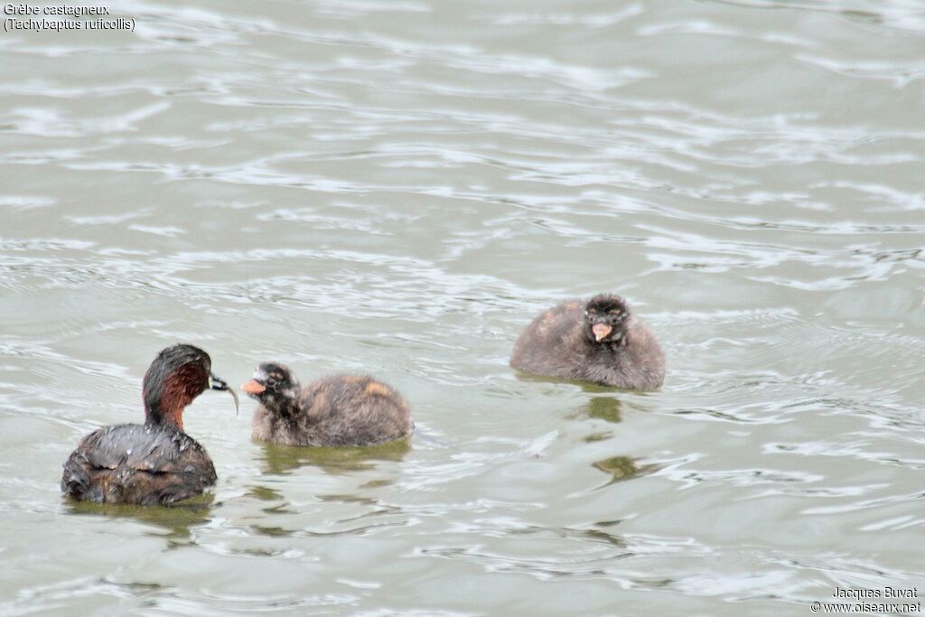 Little Grebe, identification, Reproduction-nesting, Behaviour