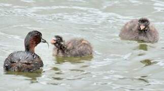 Little Grebe