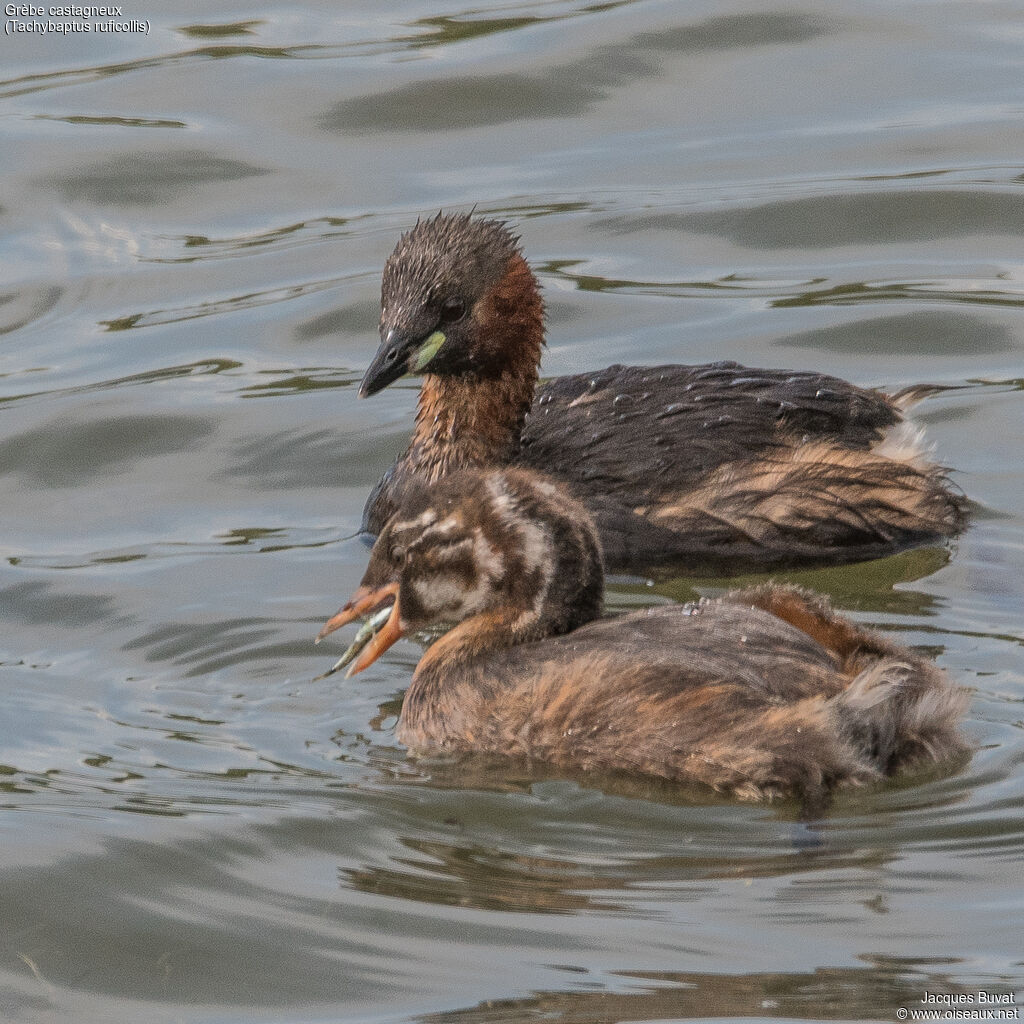 Little Grebe, identification, aspect, pigmentation, swimming, eats, Reproduction-nesting