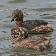 Little Grebe