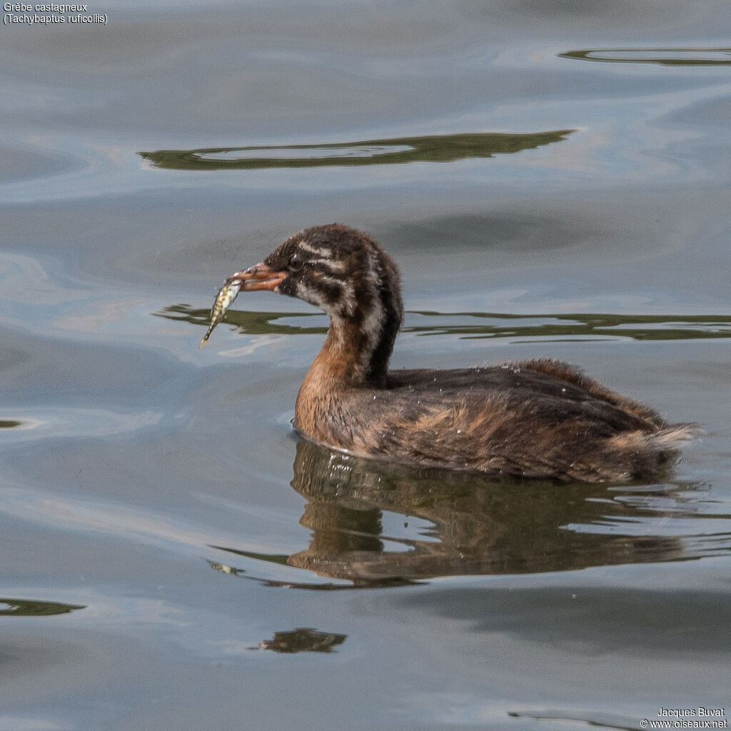 Little GrebePoussin, close-up portrait, aspect, pigmentation, eats