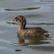 Little Grebe