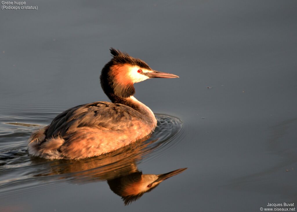 Great Crested Grebeadult breeding, identification