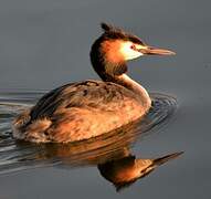 Great Crested Grebe