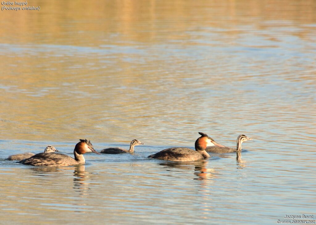 Great Crested GrebeFirst year, identification, Reproduction-nesting