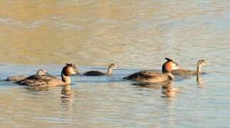 Great Crested Grebe