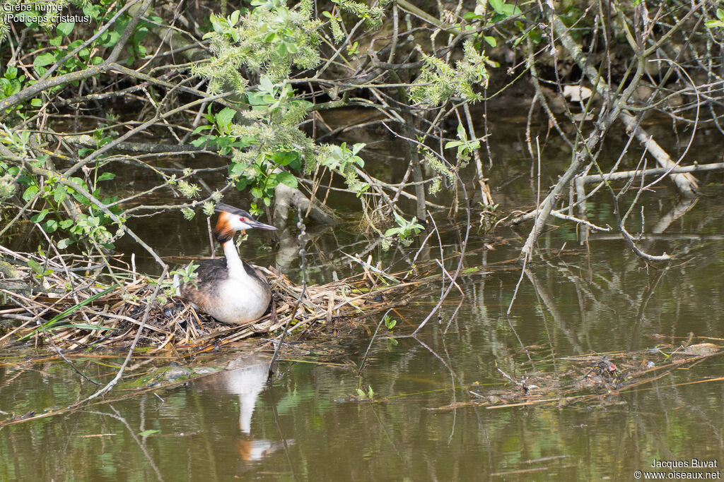 Great Crested Grebeadult breeding, habitat, Reproduction-nesting