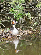 Great Crested Grebe