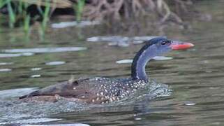 African Finfoot